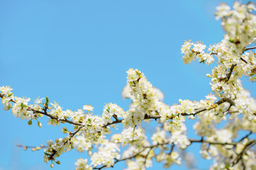 White blooming cherry flowers. Spring flowering. Tree branches against the blue sky. Clear cloudless spring sky.