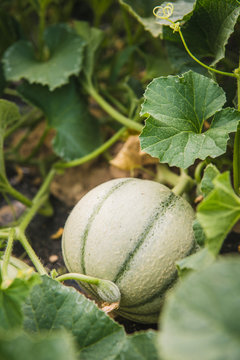 Pied de melon