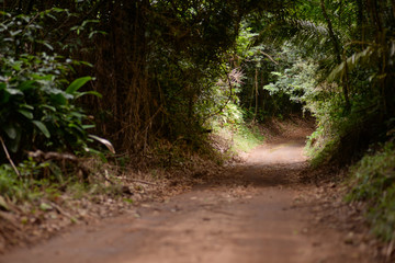 path in the forest 4