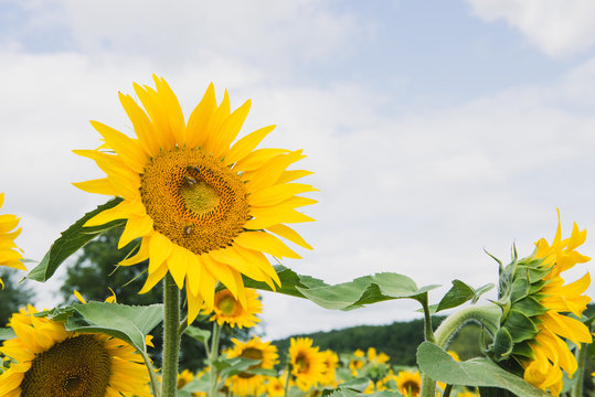 Champ de tournesols en Dordogne, France