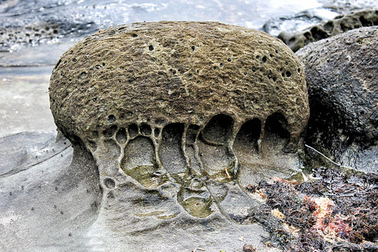 fotografia de una roca porosa con forma de medusa