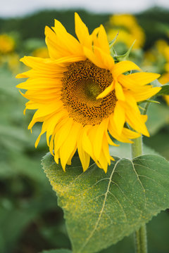 Champ de tournesols en Dordogne, France