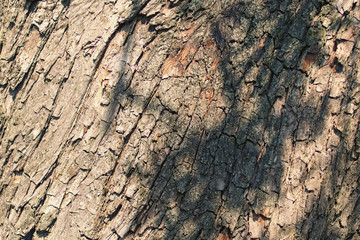 Black shadows on natural pear tree bark. Abstract background. Tree bark. Close-up view of the bark of a European pear tree. Trunk texture