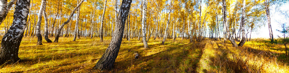 Birch forest in the fall.