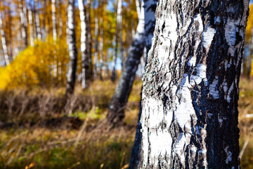 Obraz premium Birch forest in the fall.