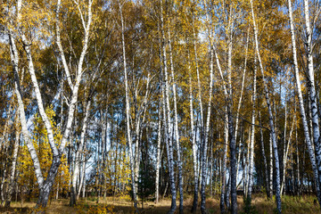 Birch forest in the fall.