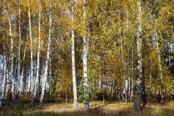 Birch forest in the fall.