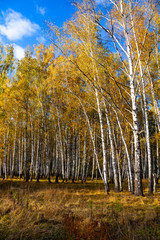 Birch forest in the fall.
