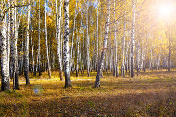 Birch forest in the fall.