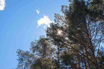 Pine trees in sunny weather. View from below.