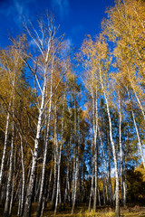 Birch forest in the fall.