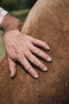 Main d'un éleveur sur une vache limousine, France