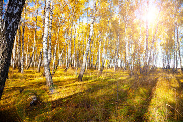 Birch forest in the fall.