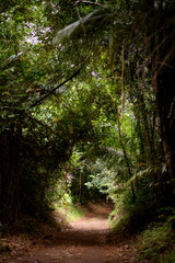 path in the forest 5