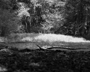 Photo de nature et de paysage éditer en noir et blanc