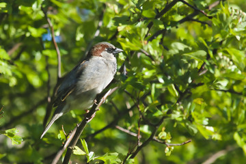 House Sparrow male