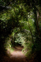 path in the forest 6