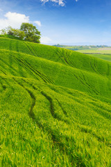 Obraz premium Green fields of wheat in Tuscany, Italy