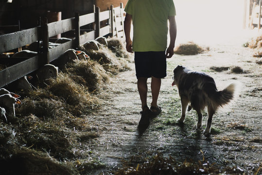 Chien de troupeau avec un agriculteur dans la bergerie, au milieu des moutons