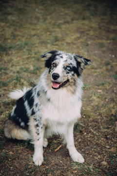 Chien de troupeau