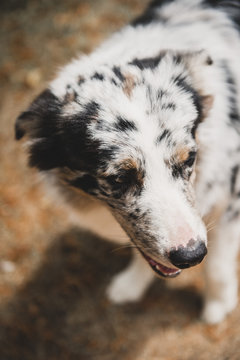Chien de troupeau
