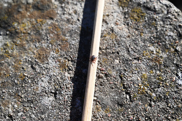 tick on rusty surface