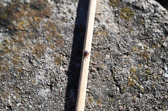tick on rusty surface