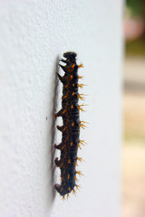 closeup of large spiky hairy Caterpillar isolated on white background