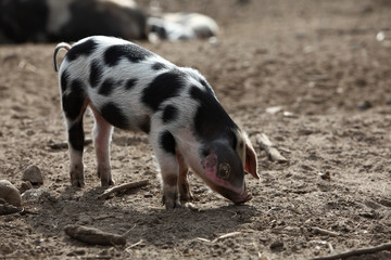 Frei lebende Schweine im Frühjahr 