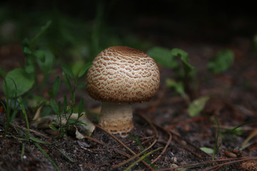 Ein Pilz am Wald Boden