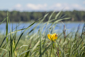 Bumblebee on iris against the background of the river in sunny weather