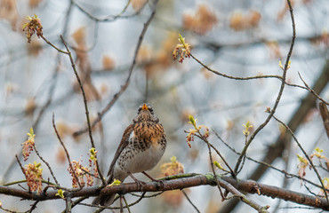 a bird on a branch