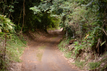 path in the forest 8