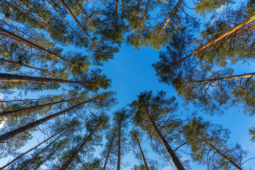 Beautiful forest of vetical pines on a sunny day. Bottom view of the crown of trees and blue sky