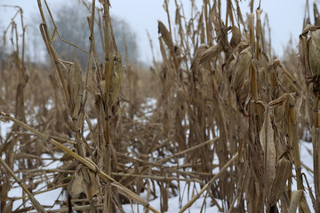 Fototapeta premium ein mais feld nach der ernte in Norddeutschland bedeckt mit schnee