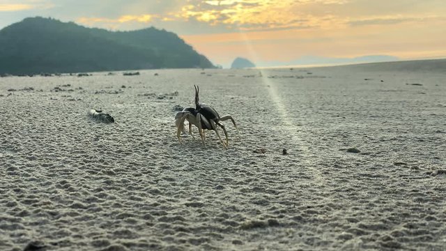 Horned ghost crap at Leam Had beach, Koh Yao Yai, Thailand