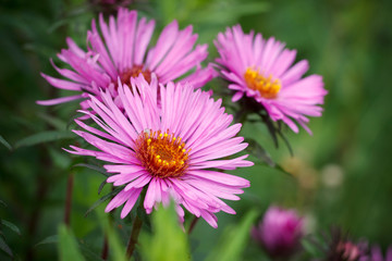 Perennial Italian aster frikartii with large pink blossoms blooms in the summer garden.