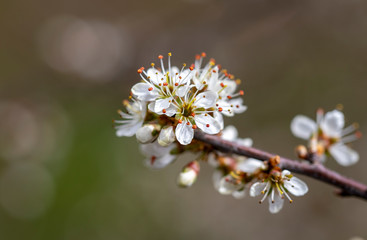 Prunus spinosa. Blackthorn flowers on a blurred background