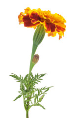 One flower marigold isolated on a white background