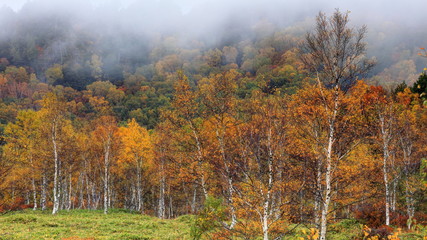 霧に煙る田ノ原湿原の秋