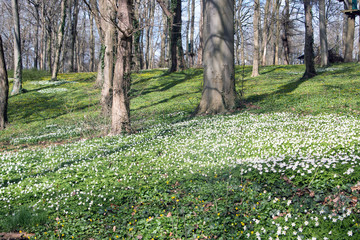 Mooswindröschen im Wald Insel Rügen