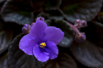 Fototapeta na wymiar Blue violet flowers dark green leaves close up