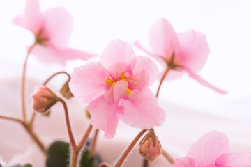 Pink violet flower close up selective focus