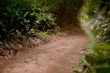 path in the forest 9