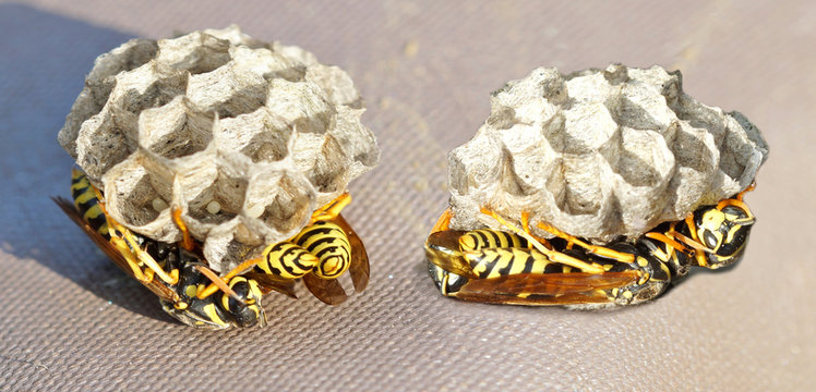 panoramic image of two nests of wasps and larvae close-up. wasp on honeycomb. Wasp's nest with wasps sitting under it. 