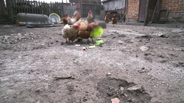 Many hungry chickens eat cabbage leaves on the farm