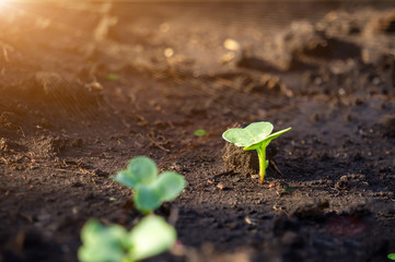 A sprout of radish seedlings on the ground against the background of sunlight. Growing seedlings for planting in the garden. Microgreens power supply. Close-up, copy of the space.