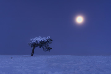 Full moon on AI-Petri Crimea. Snowy Christmas fairy-tale landscape. Moonlit night. Crimean pines in...