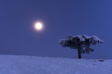Full moon on AI-Petri Crimea. Snowy Christmas fairy-tale landscape. Moonlit night. Crimean pines in the snow. Full moon and blue sky. Natural background in blue tones.