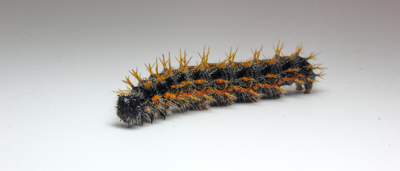 panoramic closeup of large spiky hairy Caterpillar isolated on white background with copy space for text